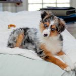 What Are the Pros and Cons of an Australian Shepherd?