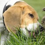 Why Do Dogs Eat Grass?