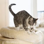 Why Do Cats Knead?