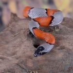 Are Kingsnakes a Threat to Humans?