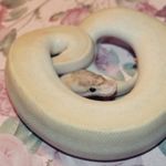 What do you Know About Ball Pythons?
