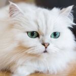 What's Good and Bad About Persian Cats?