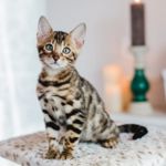 Are Bengal Cats Good Or Bad Pets?