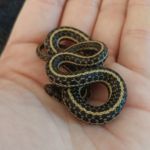 Are Garter Snakes Dangerous to Humans?