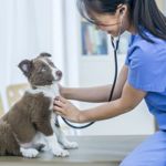 Understanding Heart Murmurs in Dogs
