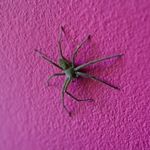 What on Earth is a Huntsman Spider?