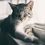 Why Do Cats Purr?
