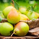Pear Allergies and Birch-Fruit Syndrome