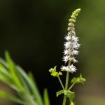 Uses for and Risks of Black Cohosh