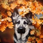 What's Good and Bad About German Shepherds?