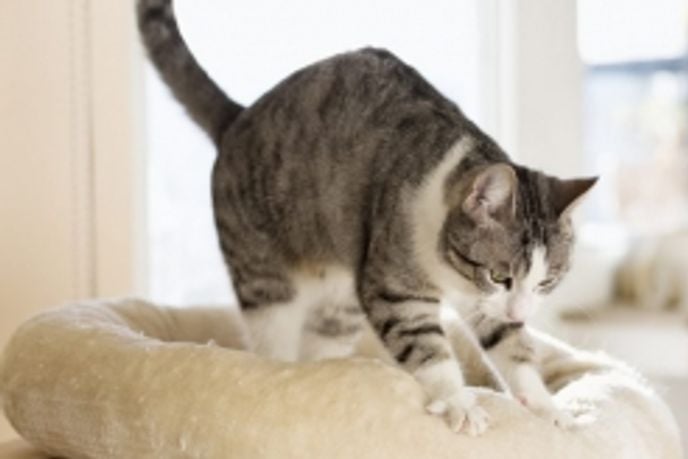 Why Do Cats Knead?