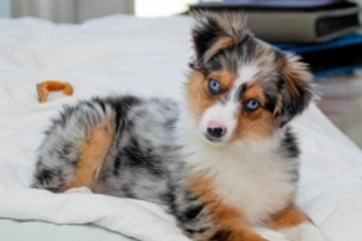 What Are the Pros and Cons of an Australian Shepherd?