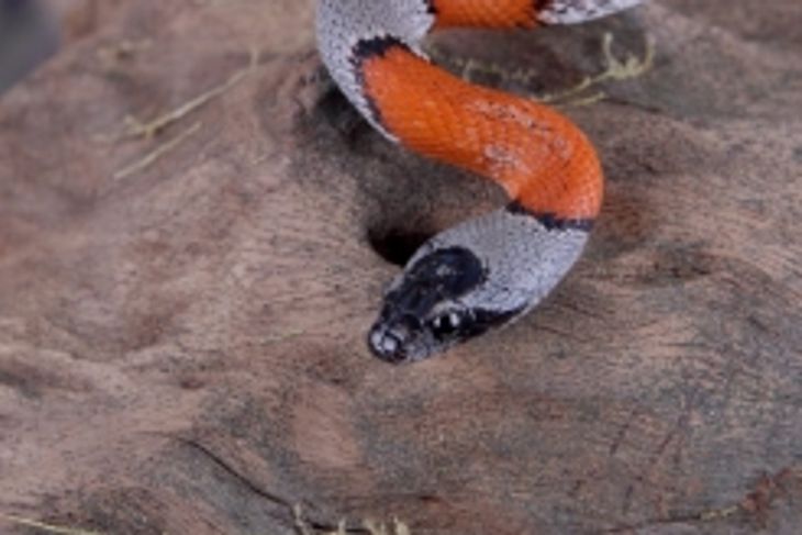 Are Kingsnakes a Threat to Humans?
