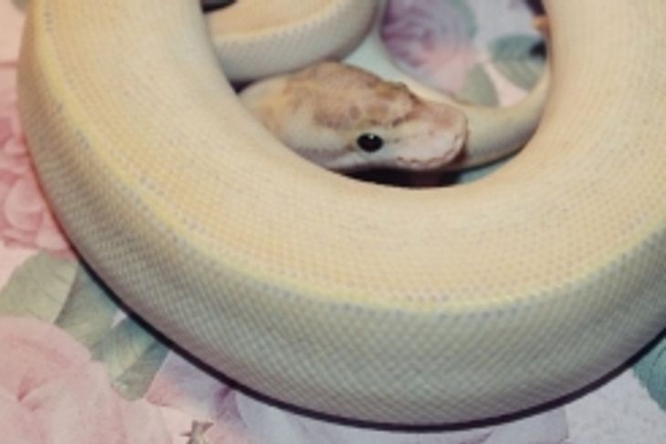 What do you Know About Ball Pythons?