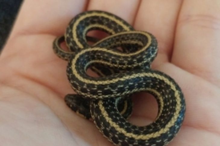 Are Garter Snakes Dangerous to Humans?