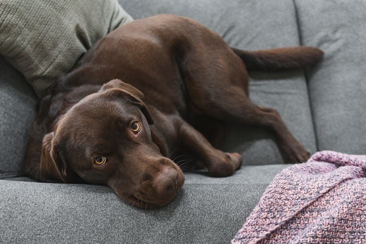 Why Do Dogs Eat Poop and How Do You Stop It?