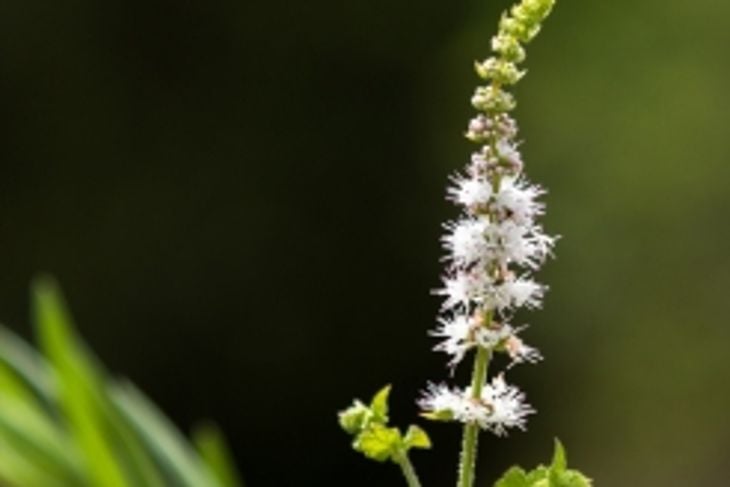 Uses for and Risks of Black Cohosh