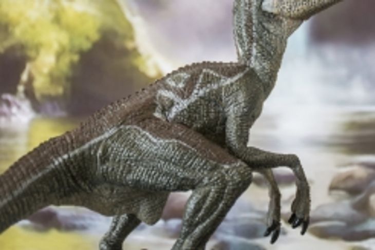 What Were Velociraptors?