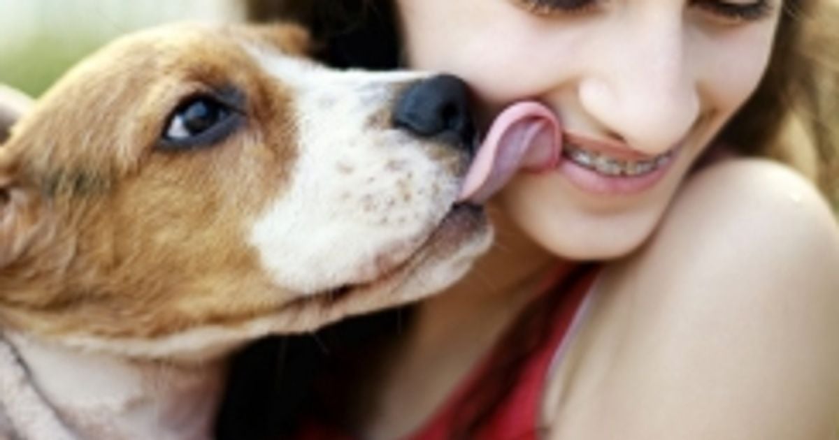 Why Do Dogs Lick People? Facty
