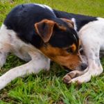 Why Do Dogs Lick Their Paws?