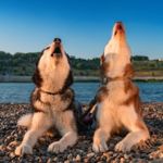 Why Do Dogs Howl?