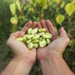 The Limelight on Lima Beans
