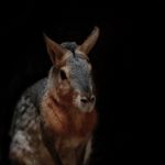 What is a Chupacabra?