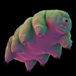 What are Tardigrades?