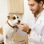 What's the Deal with Pavlov's Dog?