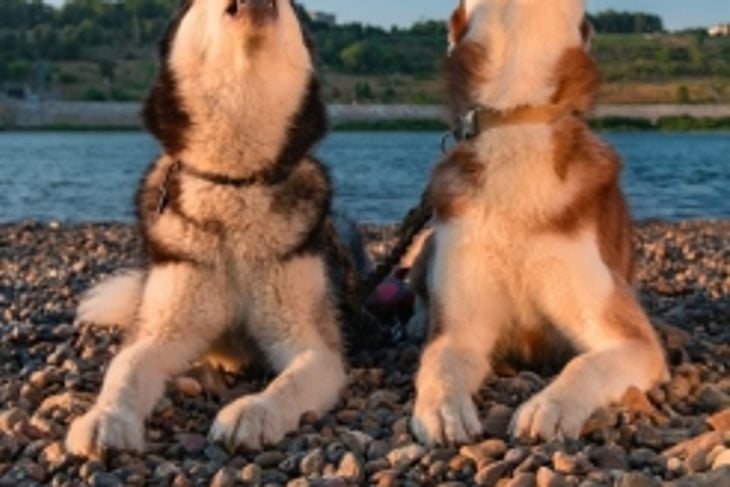 Why Do Dogs Howl?