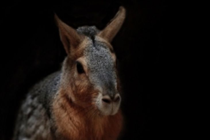 What is a Chupacabra?