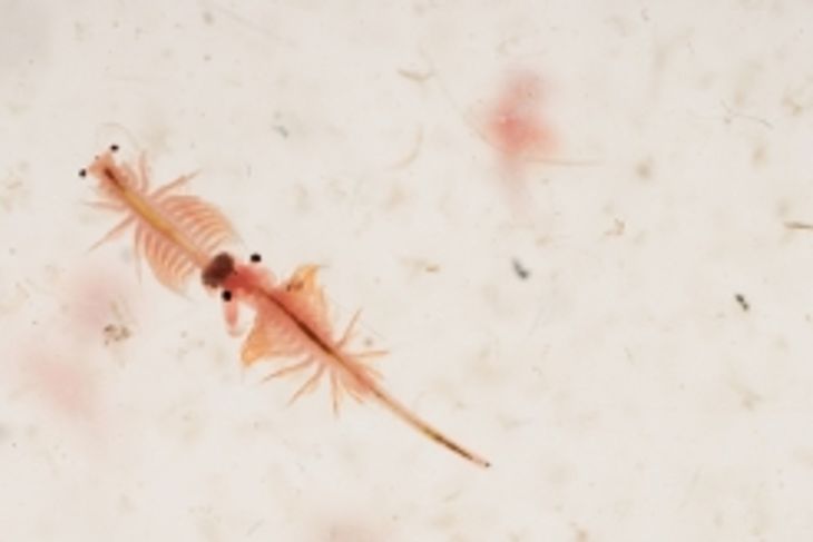 Whatever Happened to Sea Monkeys?