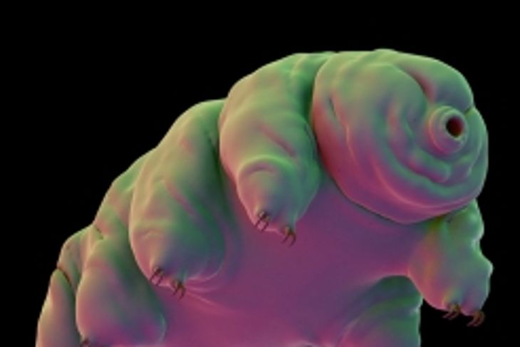 What are Tardigrades?