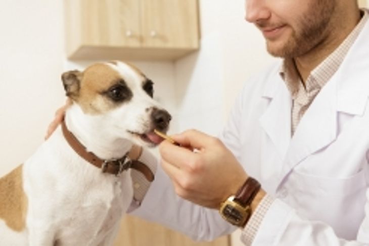 What's the Deal with Pavlov's Dog?