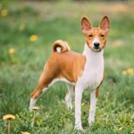 Great Apartment Dogs That Bark The Least