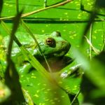 Understanding the Dangers of Blue-Green Algae