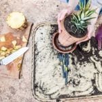 How to Grow Pineapple at Home