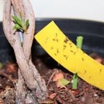 How to Get Rid of Gnats