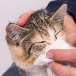 Why Do Cats Sneeze?