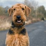 The Best Hypoallergenic Dog Breeds