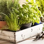How to Grow Your Own Fresh Herbs