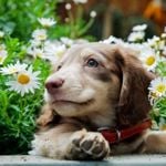 Why Is My Dog Coughing?