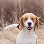 Why Do Dogs Sneeze?