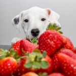 Can Dogs Eat Strawberries?