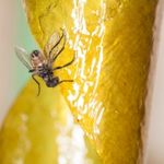 How to Get Rid of Flies