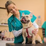 What is Reverse Sneezing in Dogs?
