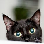 Can Cats See in the Dark?
