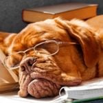 Large Dog Breeds That Make Perfect Pets