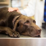 What Should Know About Kidney Failure in Dogs?