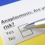 What is Anaplasmosis?